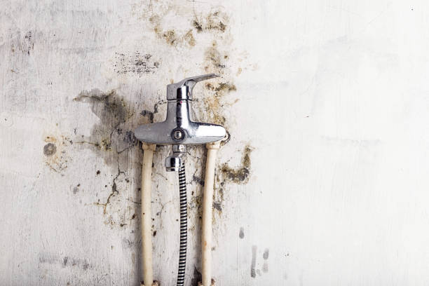 Best Local Mold Removal Service  in Flowery Branch, GA