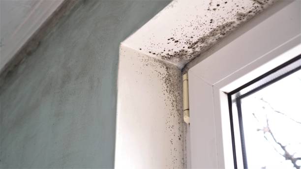 Best Attic Mold Removal  in Flowery Branch, GA