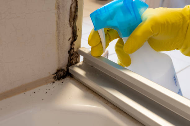 Best Black Mold Removal  in Flowery Branch, GA