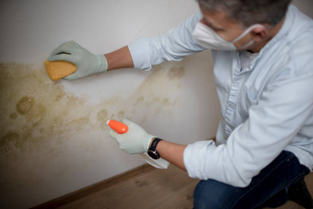 Best Mold Removal and Inspection  in Flowery Branch, GA