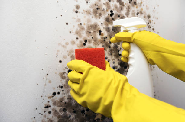 Best Toxic Mold Removal  in Flowery Branch, GA