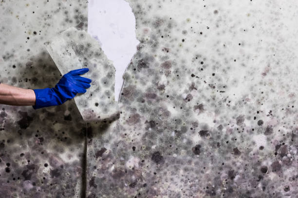 Best Mold Removal Specialists  in Flowery Branch, GA